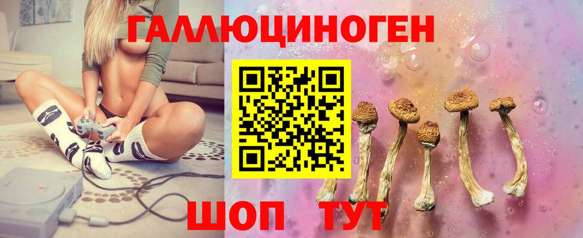 Галлюциногенные грибы Psilocybe Ессентуки
